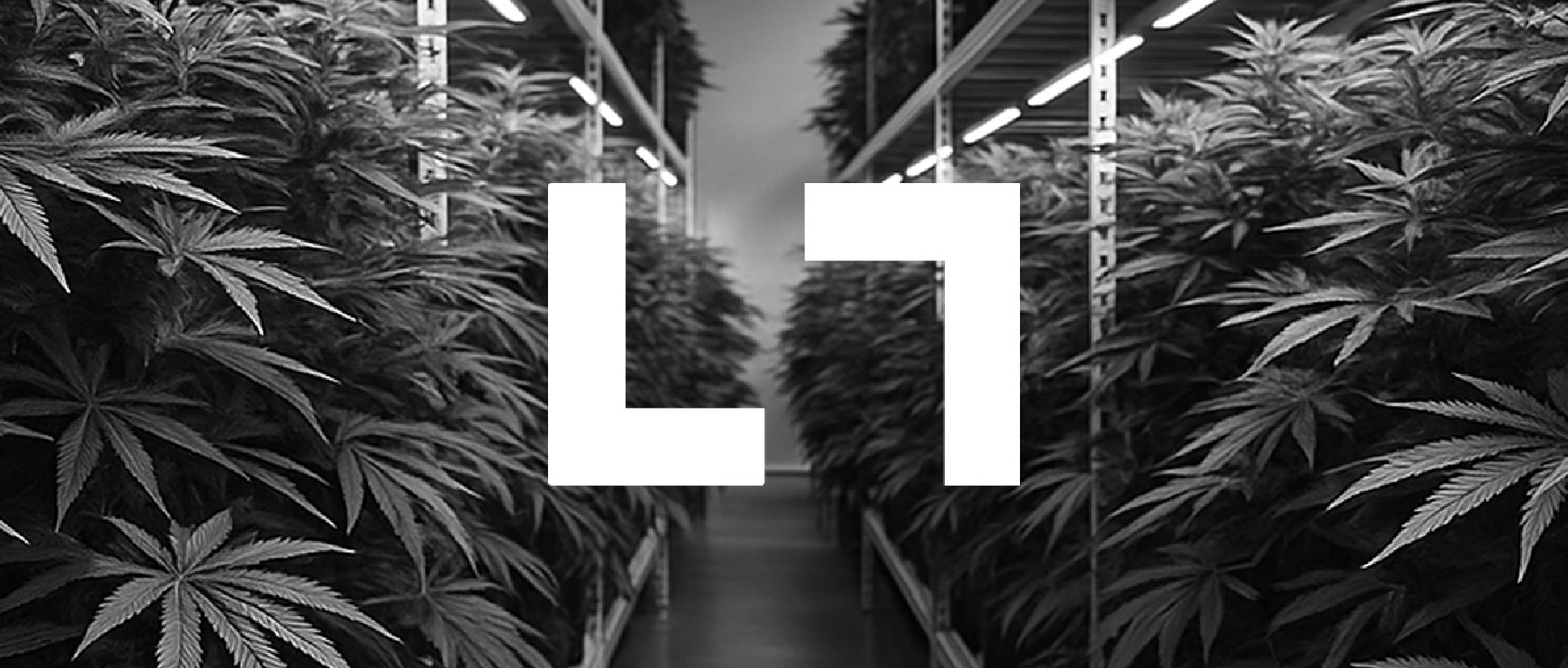 Lt with cannabis leaves-01